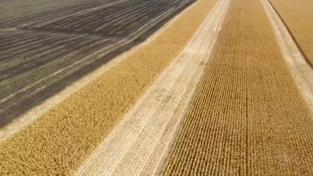 Stock Video Harvesting Large Fields Of Crops With Tractor Smal Animated Wallpaper - Free Download