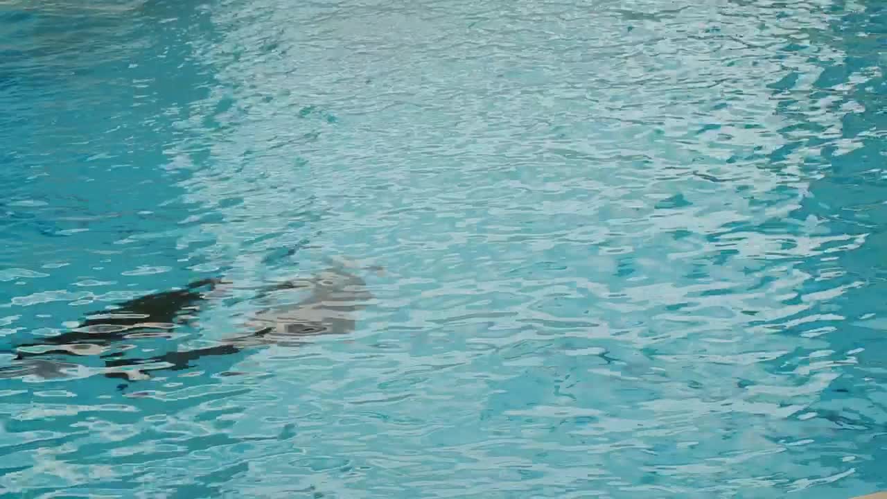 Stock Video Dolphins Swimming In The Aquarium Live Wallpaper For PC - Free Download
