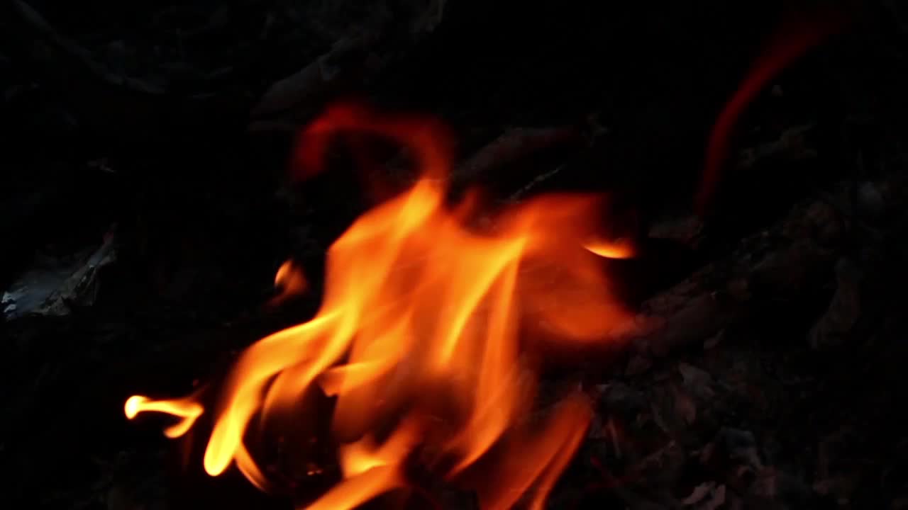 Stock Video Logs Burning In A Campfire Animated Wallpaper - Free Download