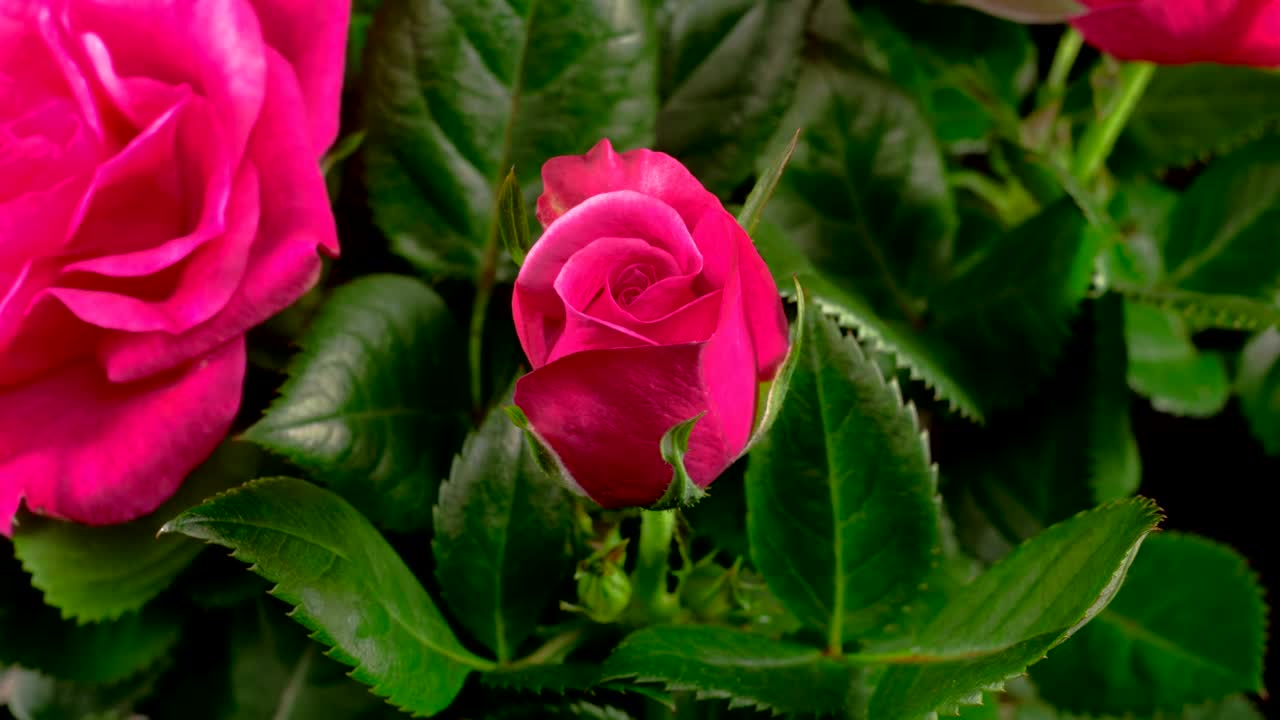 Video Stock Pink Rose In The Bush Open Live Wallpaper Free - Free Download