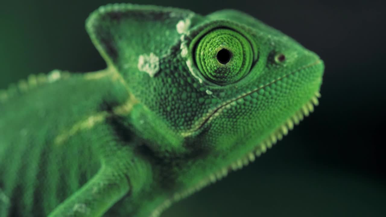 Stock Video Green Vailed Chameleon Seen From One Side Live Wallpaper For PC - Free Download