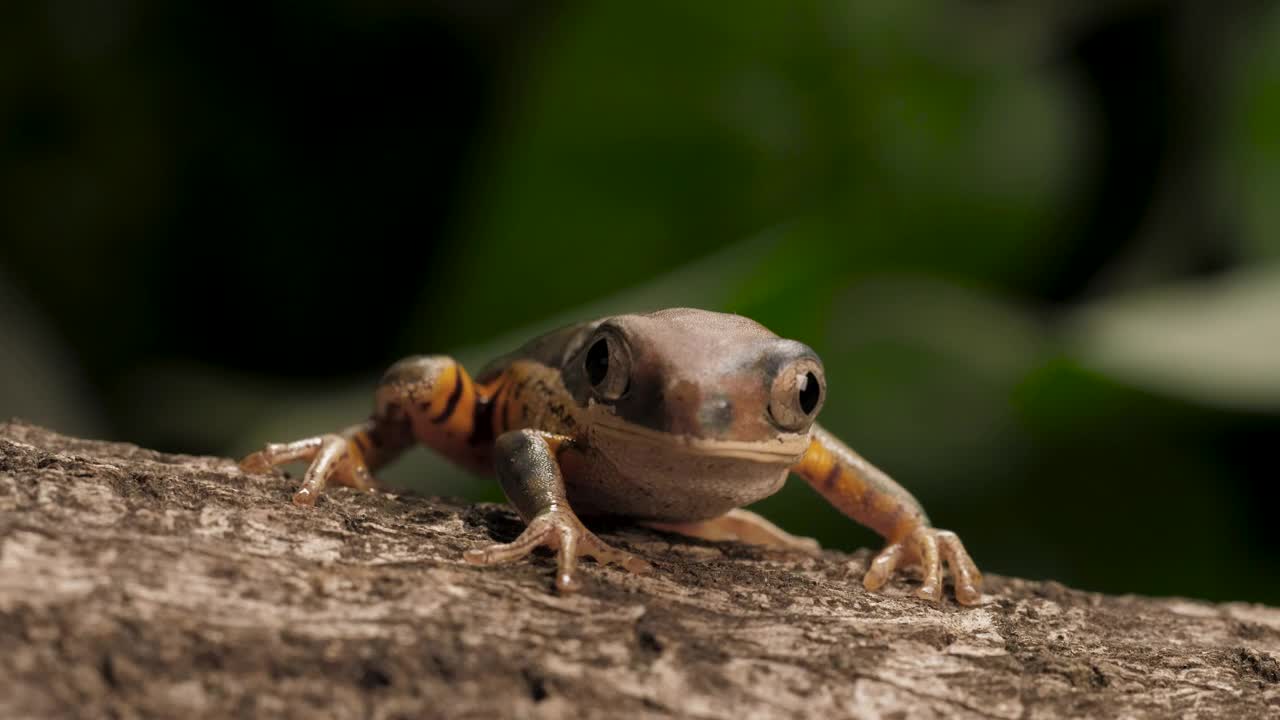 Stock Video Frog Breathing At Nature Live Wallpaper For PC - Free Download