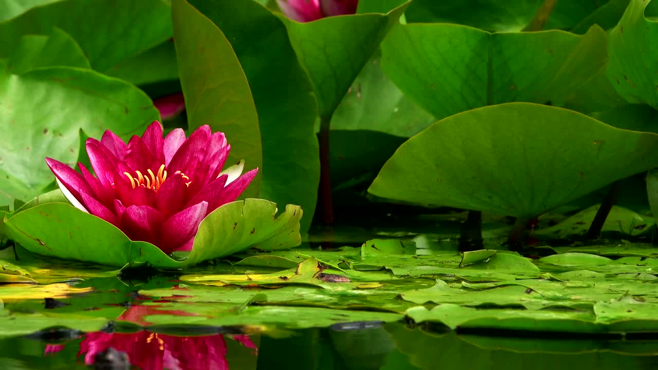 Stock Video Lotus Flowers On A Lake Animated Wallpaper - Free Download