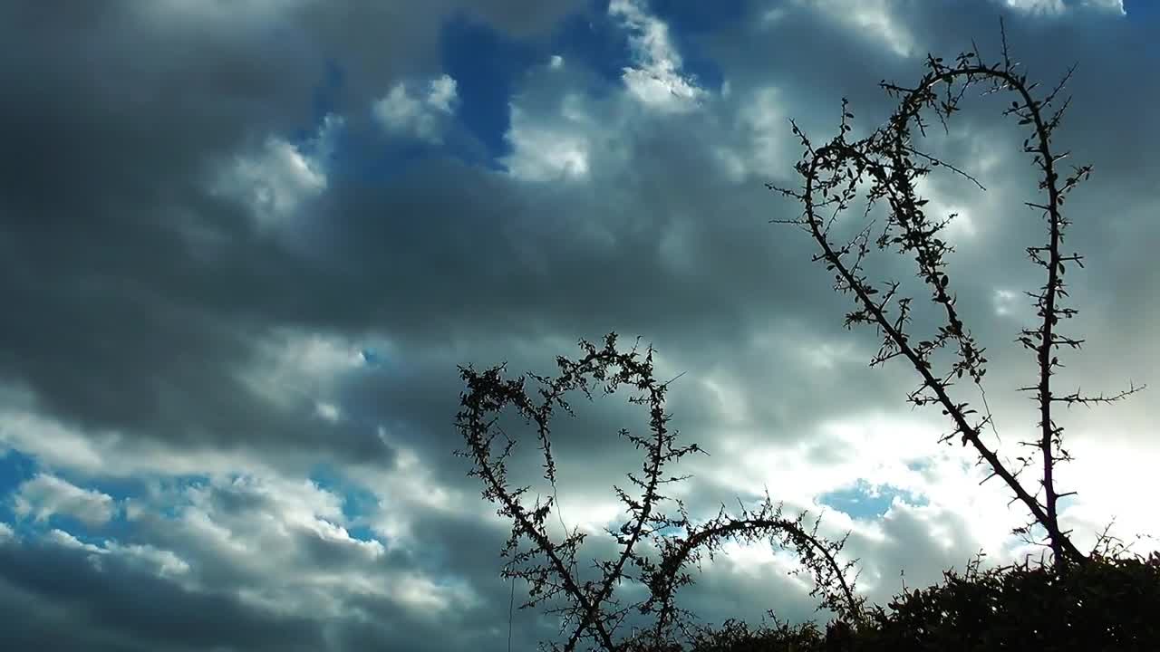 Stock Video Heart Shaped Branches In Nature Animated Wallpaper - Free Download