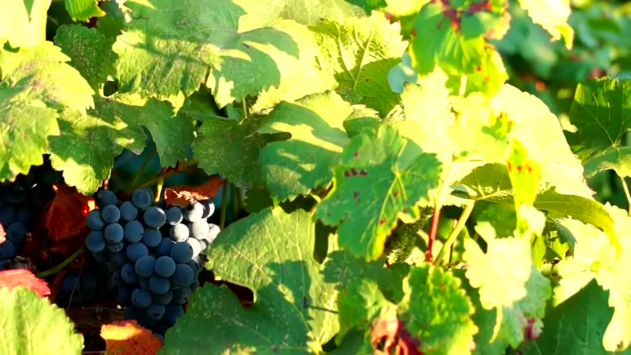Video Stock Red Grape On The Tree Moving In The Wind Live Wallpaper Free - Free Download