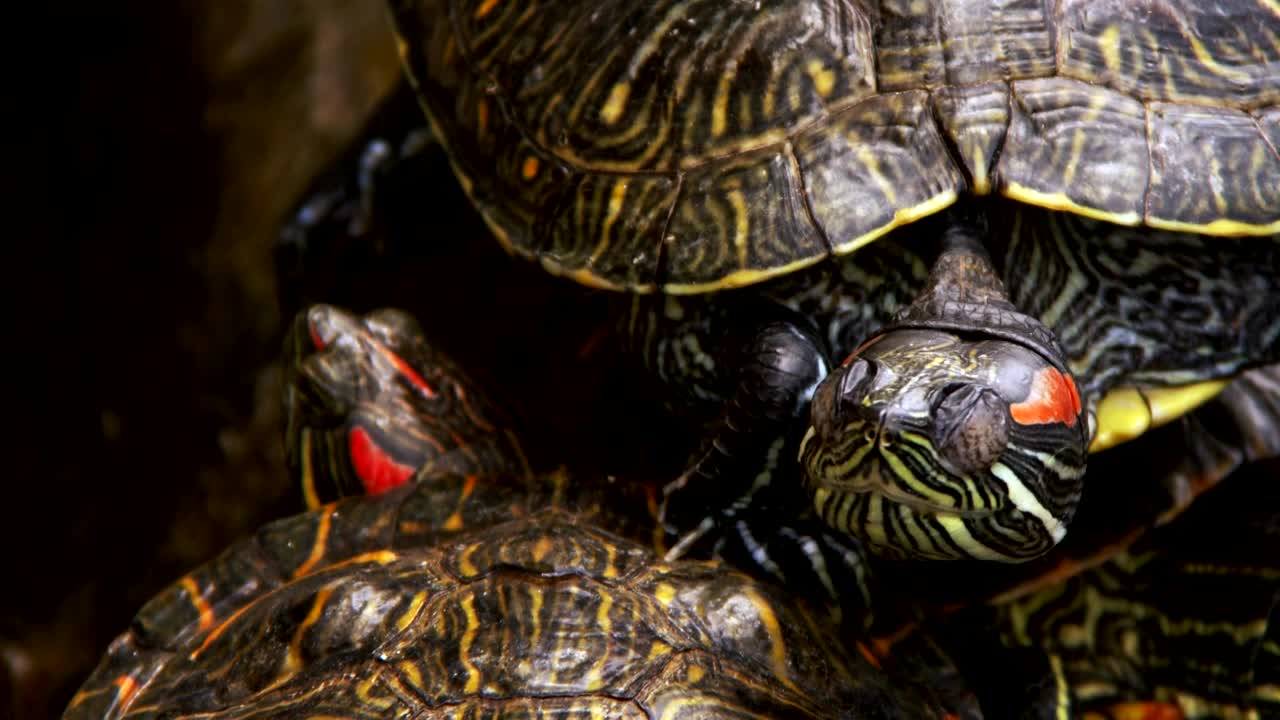 Free Video Stock Sleeping Turtles Detailed View Live Wallpaper - Free Download