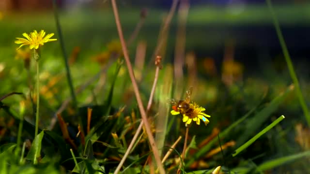 Stock Video Large Bee On A Bright Dandelion Smal Animated Wallpaper - Free Download