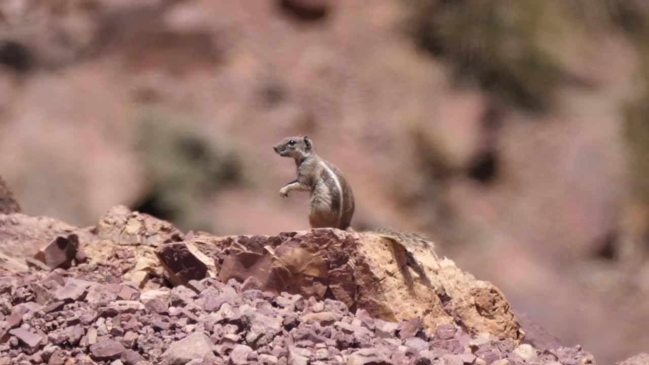 Free Video Stock Squirrel In The Sahara Desert Live Wallpaper - Free Download