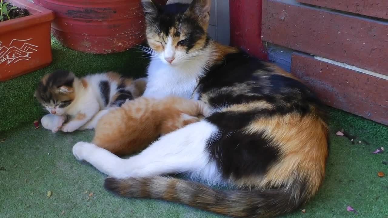 Free Video Stock the mother cat and her young Live Wallpaper - Free Download