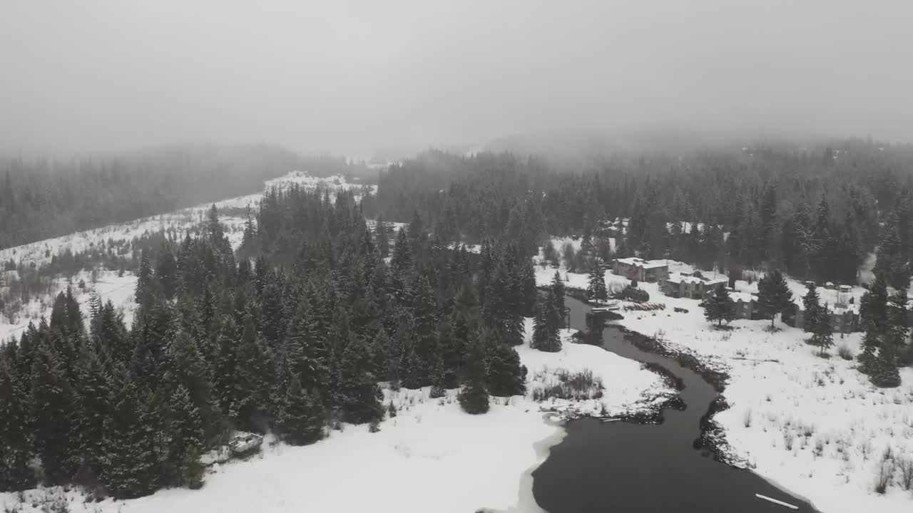 Stock Footage Winter Forest Environment Live Wallpaper - Free Download