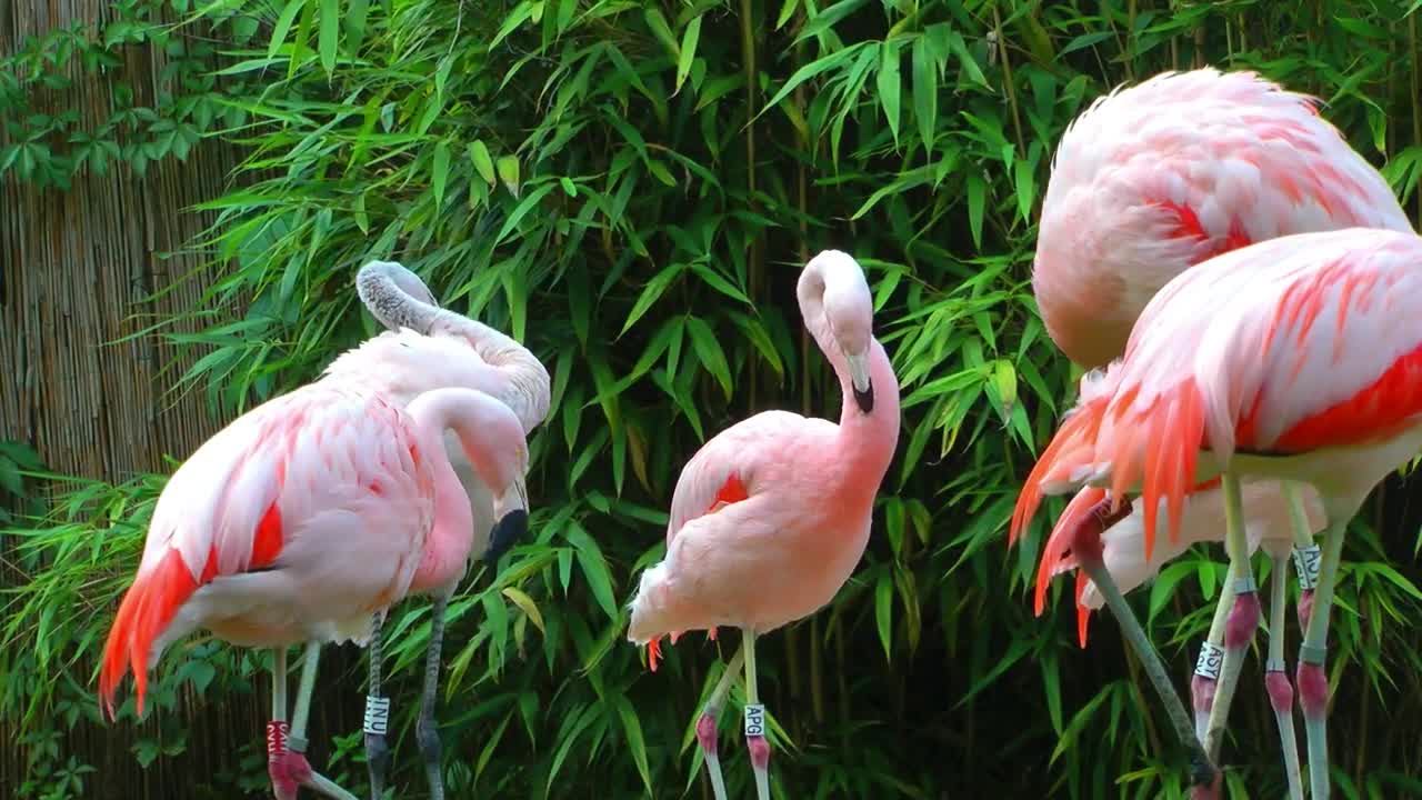 Stock Video Pelicans In Group Live Wallpaper - Free Download