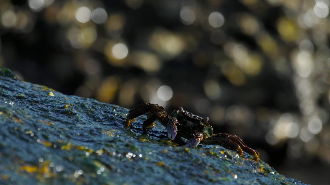 Stock Video Crabs Walking On A Rock In The Beach Live Wallpaper For PC - Free Download