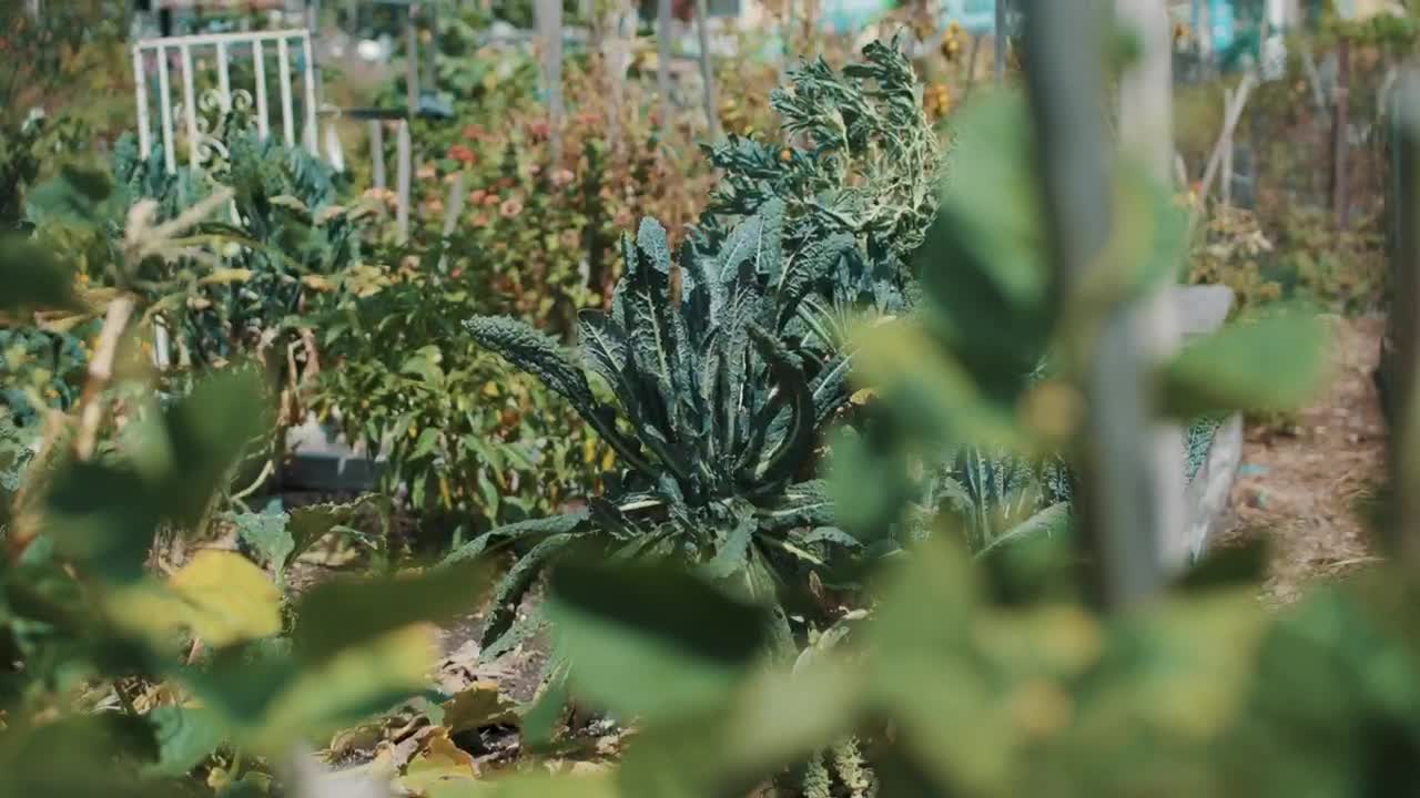 Stock Footage Woman Checking Vegetable Plants At A Nursery Garden Live Wallpaper - Free Download