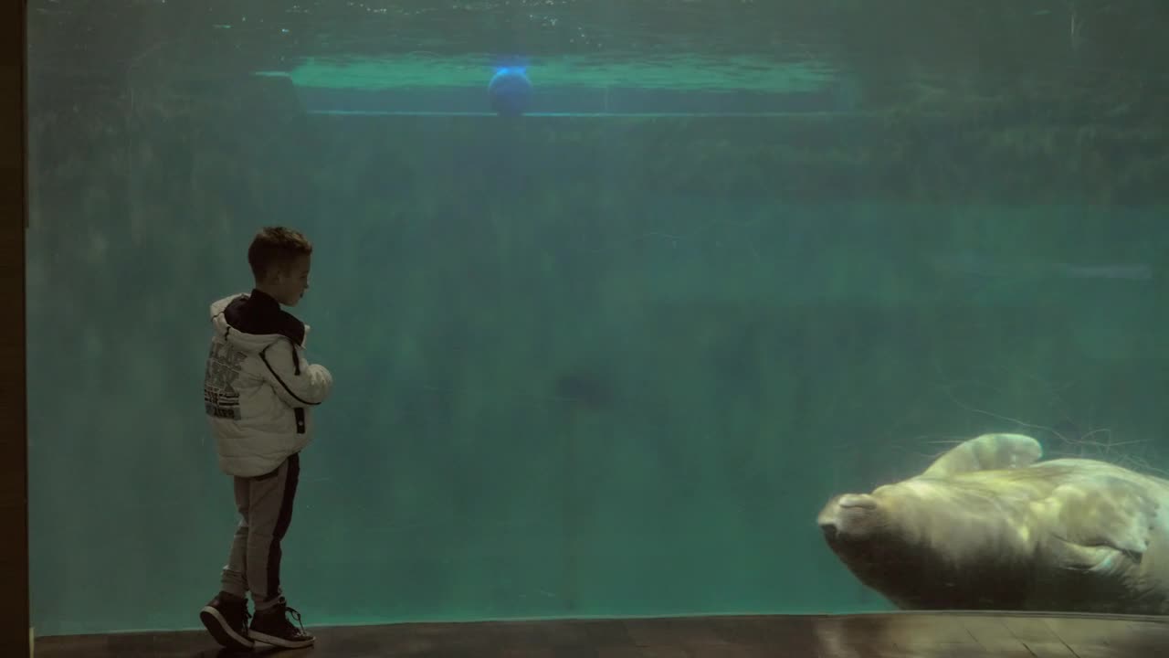 Stock Footage Walrus Looking At A Child Live Wallpaper - Free Download