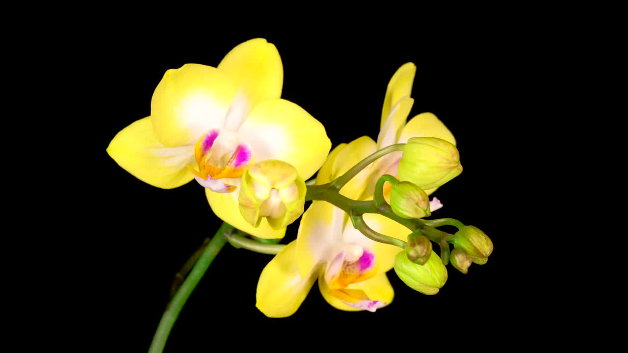 Free Stock Video Yellow Orchids Opening On A Black Background Live Wallpaper - Free Download