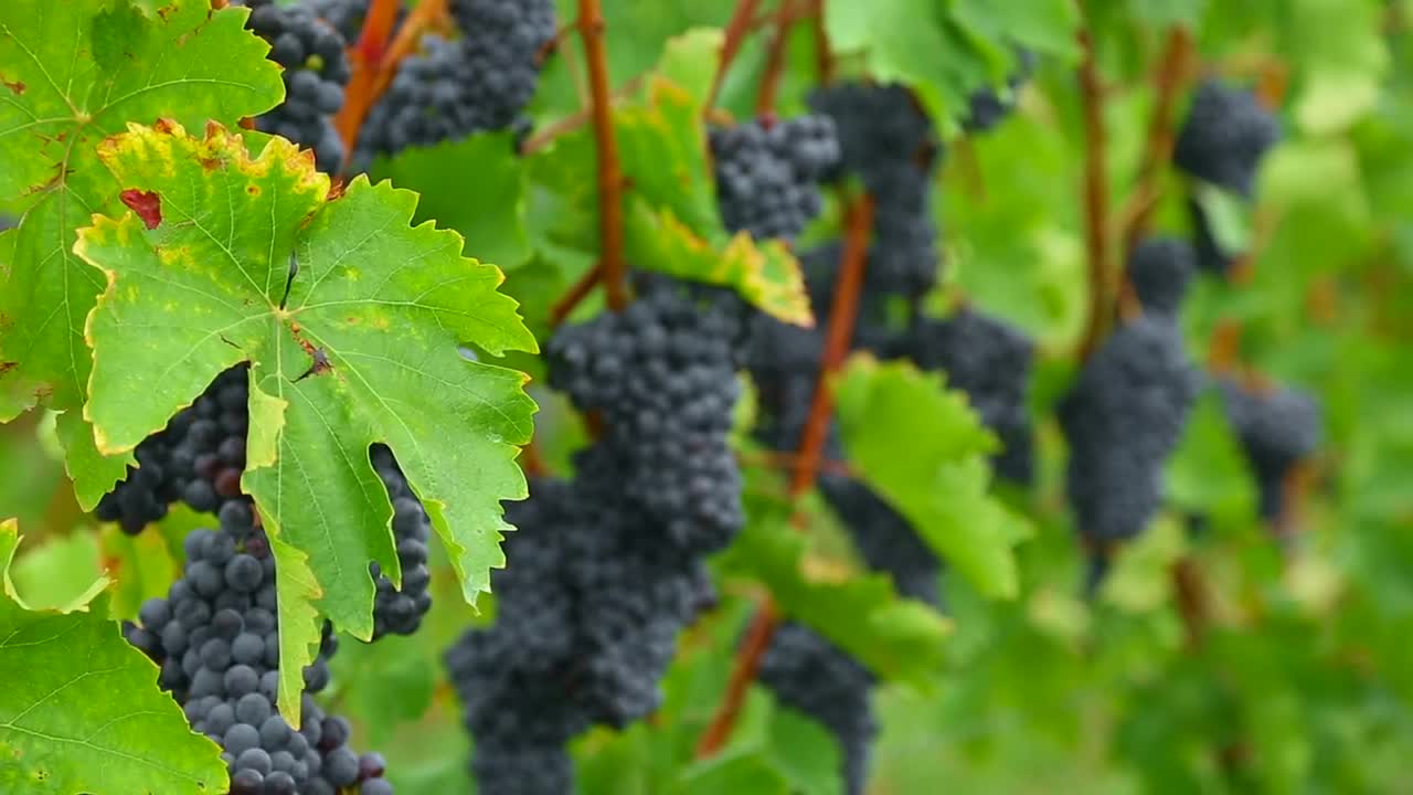 Stock Video Grape Clusters Hanging In The Vineyard Live Wallpaper For PC - Free Download