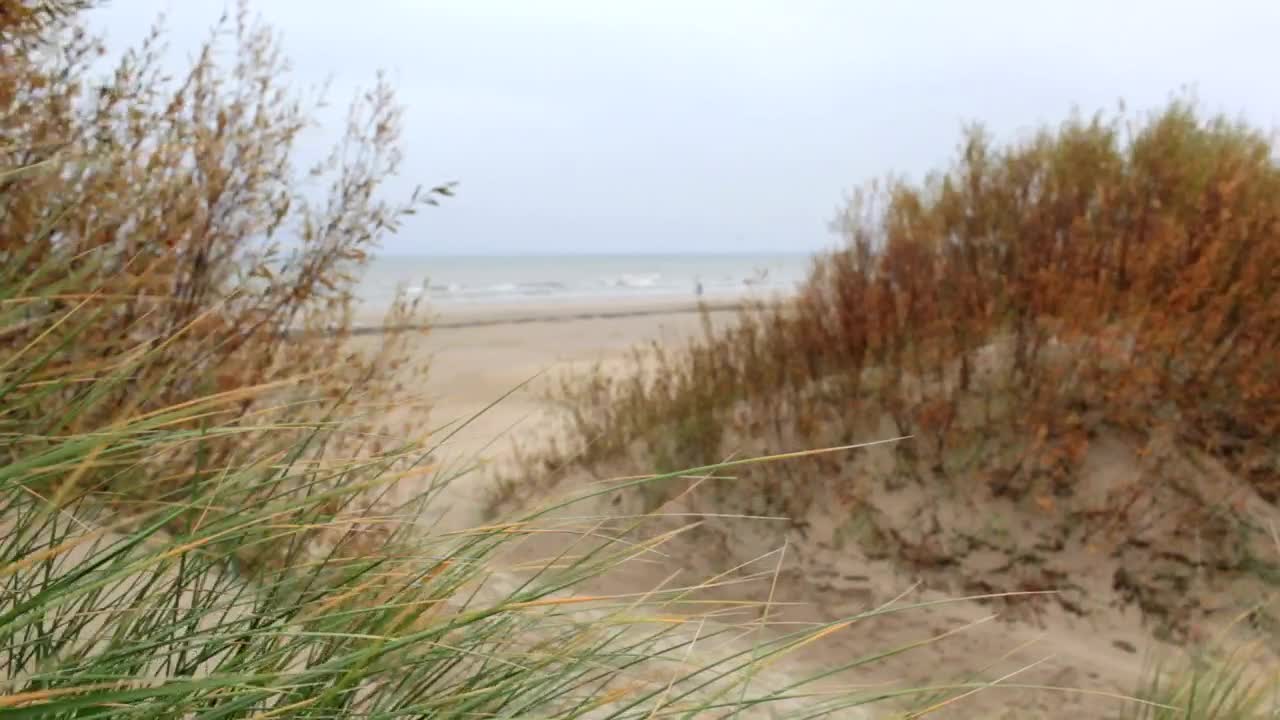 Stock Video Dry Grass Growing In Sand Live Wallpaper For PC - Free Download