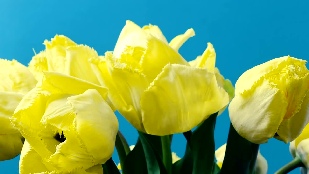 Free Stock Video Tulips In The Sunshine Live Wallpaper - Free Download