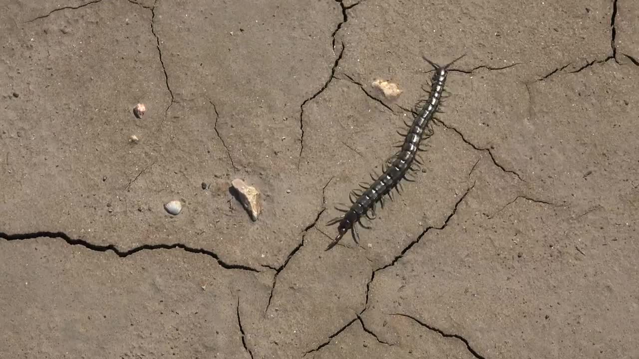 Video Stock Centipede Walking In A Cracked Soil Live Wallpaper For PC - Free Download