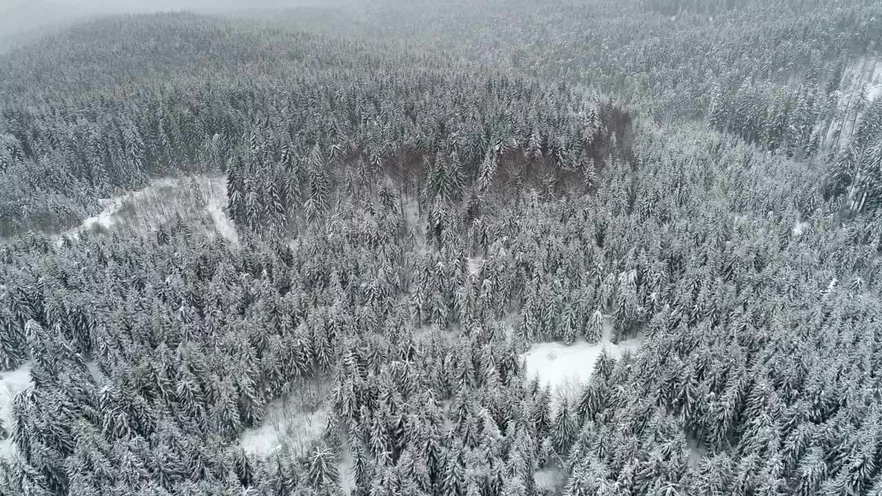 Stock Video Beautiful Forest Populated By Snow Filled Pine Trees Live Wallpaper For PC - Free Download