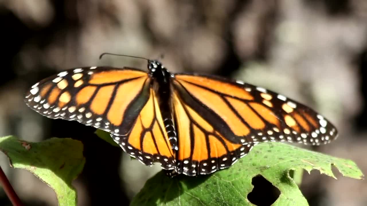 Stock Video Monarch Butterfly Takes Fligh Animated Wallpaper - Free Download