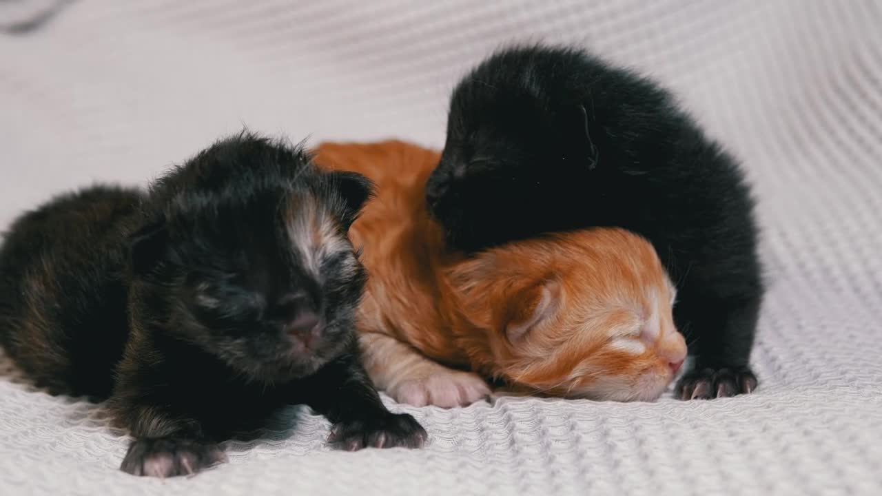Stock Video Cute Newborn Kittens On A White Blanket Live Wallpaper For PC - Free Download