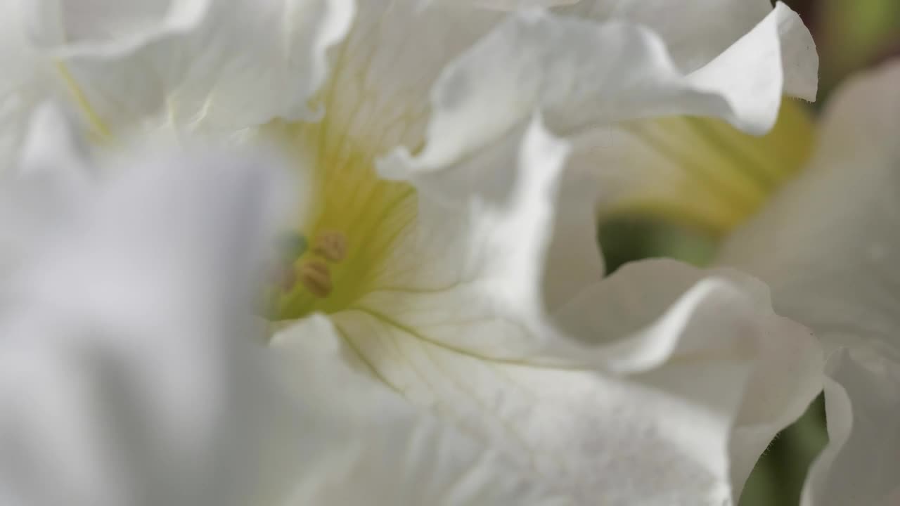 Stock Video Lilac Sprayed With Focus On Its Details Animated Wallpaper - Free Download