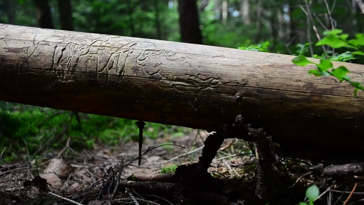 Stock Video Fallen Tree With Ferns Growing Below Live Wallpaper For PC - Free Download