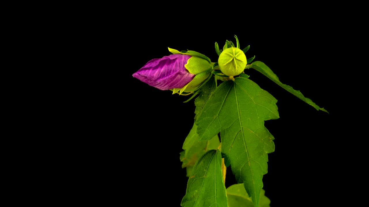 Stock Video Hibiscus Flower Opening Animated Wallpaper - Free Download