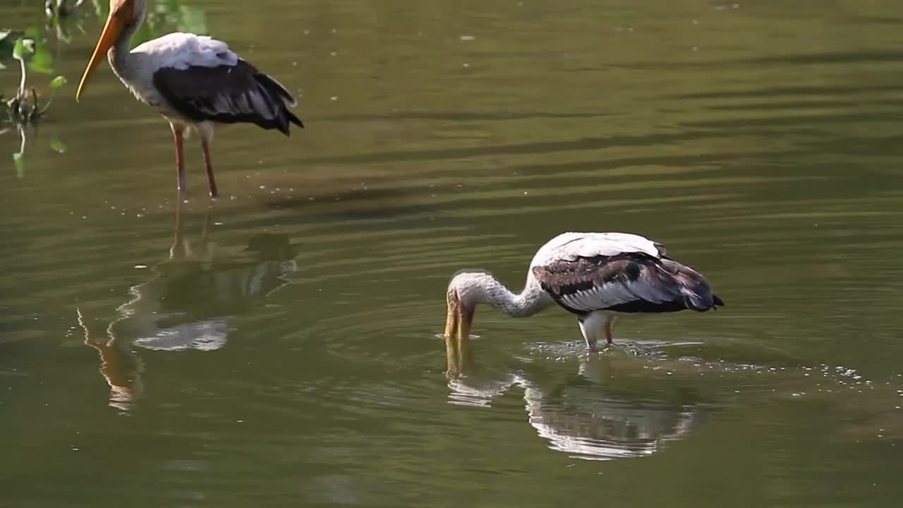 Free Video Stock Storks Looking For Fish Live Wallpaper - Free Download