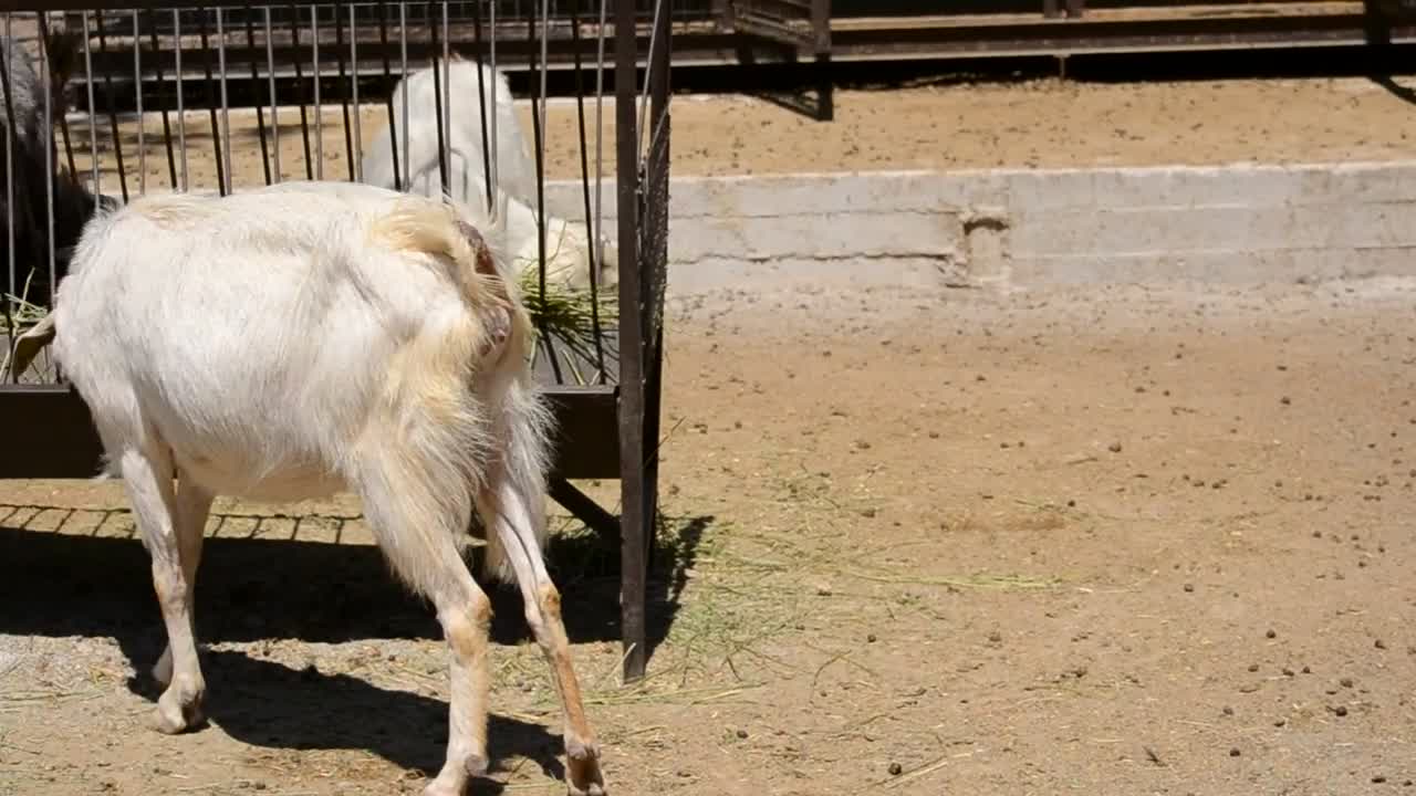 Stock Video Goats Eating At A Farm Live Wallpaper For PC - Free Download