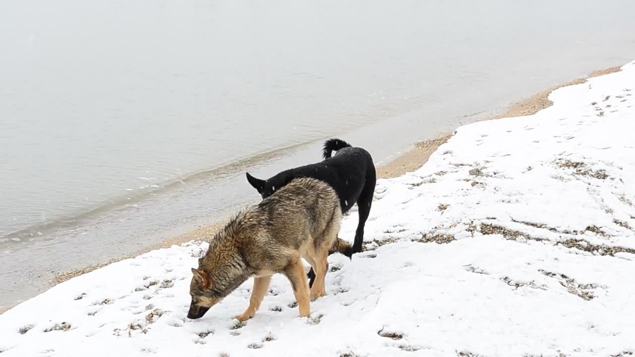Stock Video Dogs Exploring The Snow Live Wallpaper For PC - Free Download