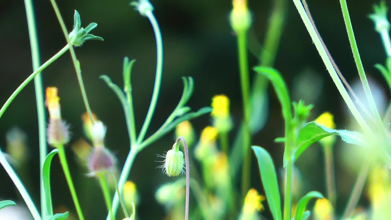 Stock Video Little Flowers Sprouting Moved Through The Air Animated Wallpaper - Free Download