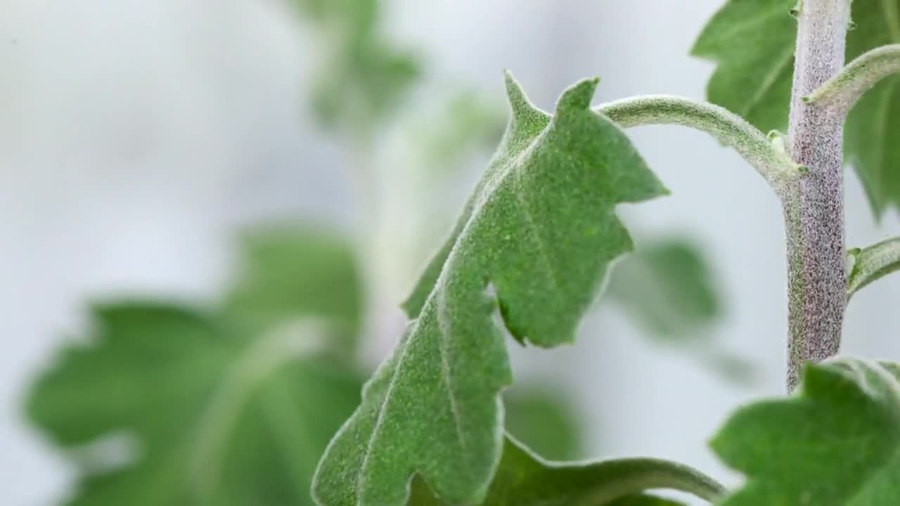 Stock Video Leaf Lifting In Slow Motion Animated Wallpaper - Free Download
