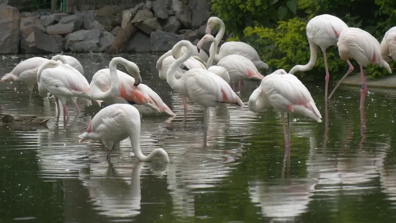 Stock Footage White Flamingos In The Pond Live Wallpaper - Free Download