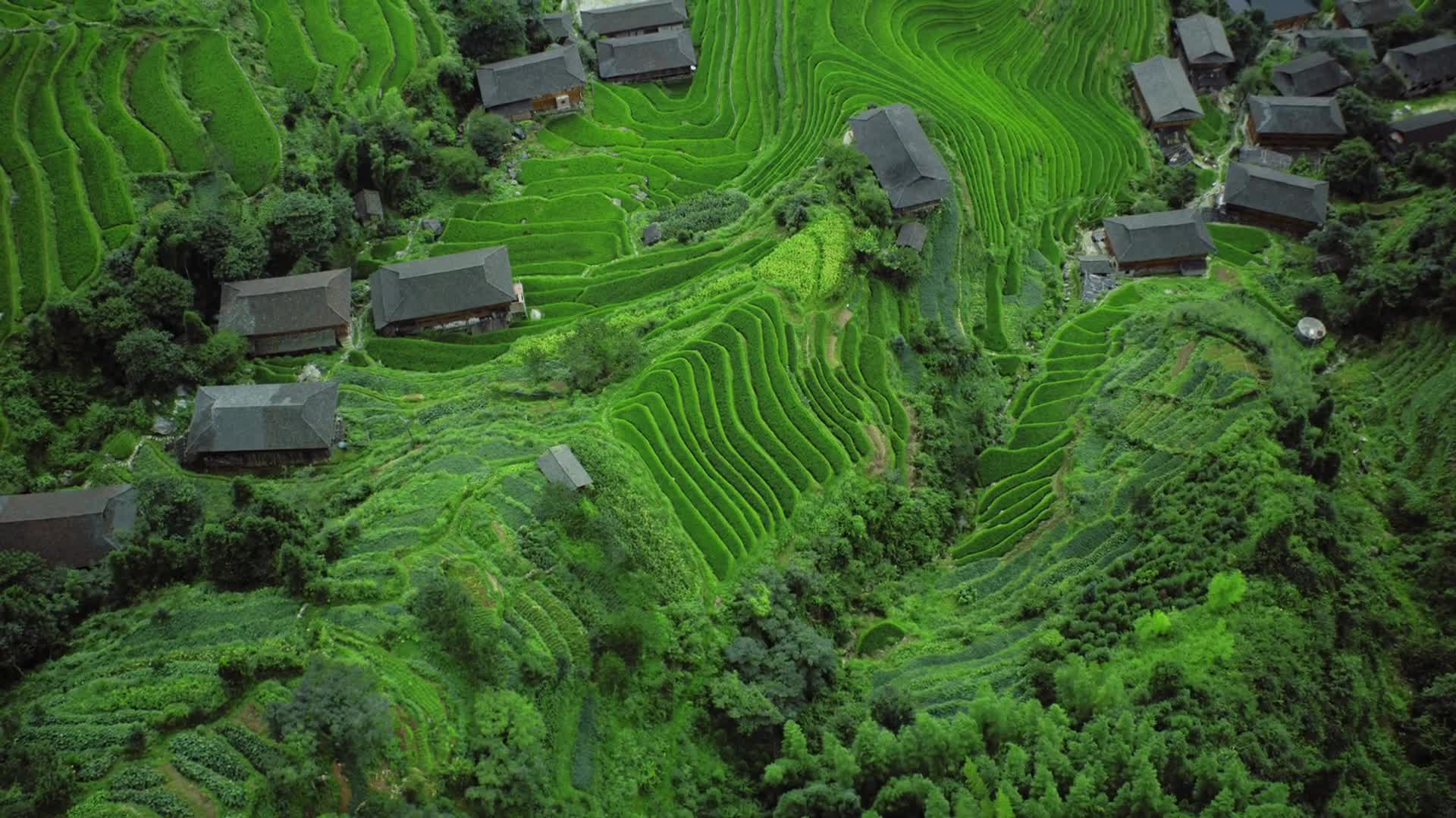 China Tea Fields Live Wallpaper - Free Download