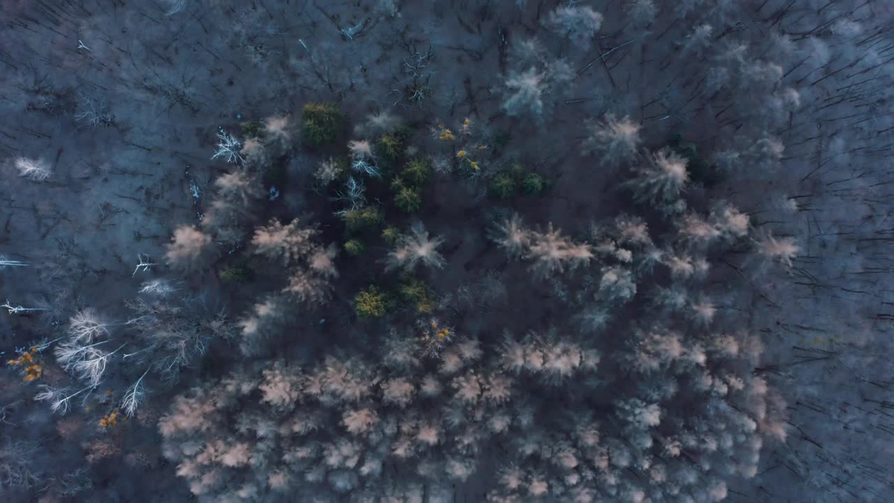 Stock Video Flying Over A Frozen Forest Live Wallpaper For PC - Free Download