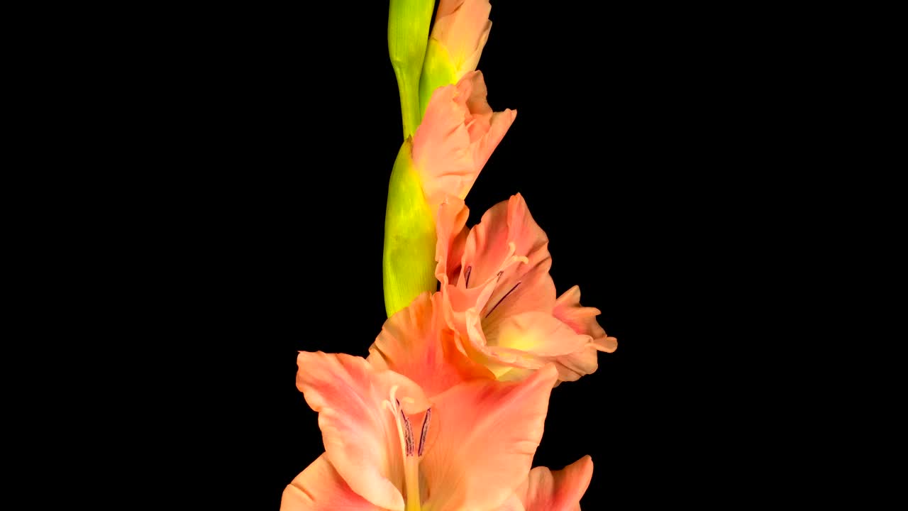 Video Stock Pink Gladiolus Flower Blooming Live Wallpaper Free - Free Download