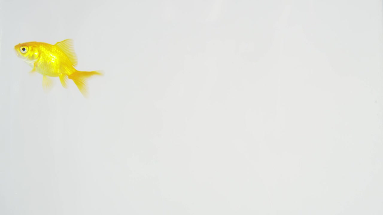 Stock Video Fish Swimming Around Live Wallpaper For PC - Free Download