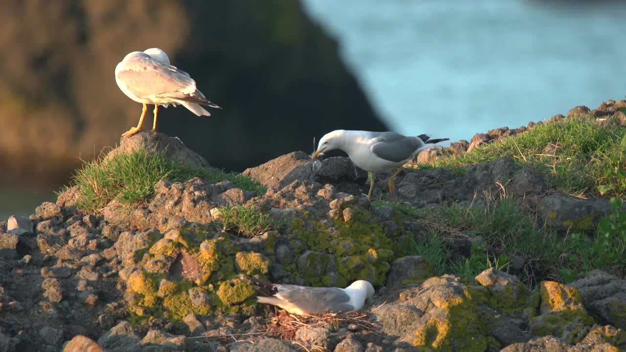 Stock Video Birds Nesting In The Ground Live Wallpaper For PC - Free Download