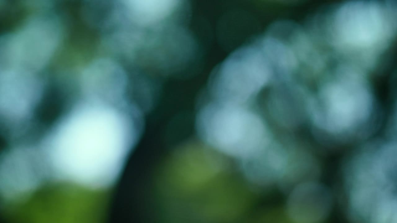 Stock Video Leaves Branches And The Blue Sky In An Out Of Animated Wallpaper - Free Download