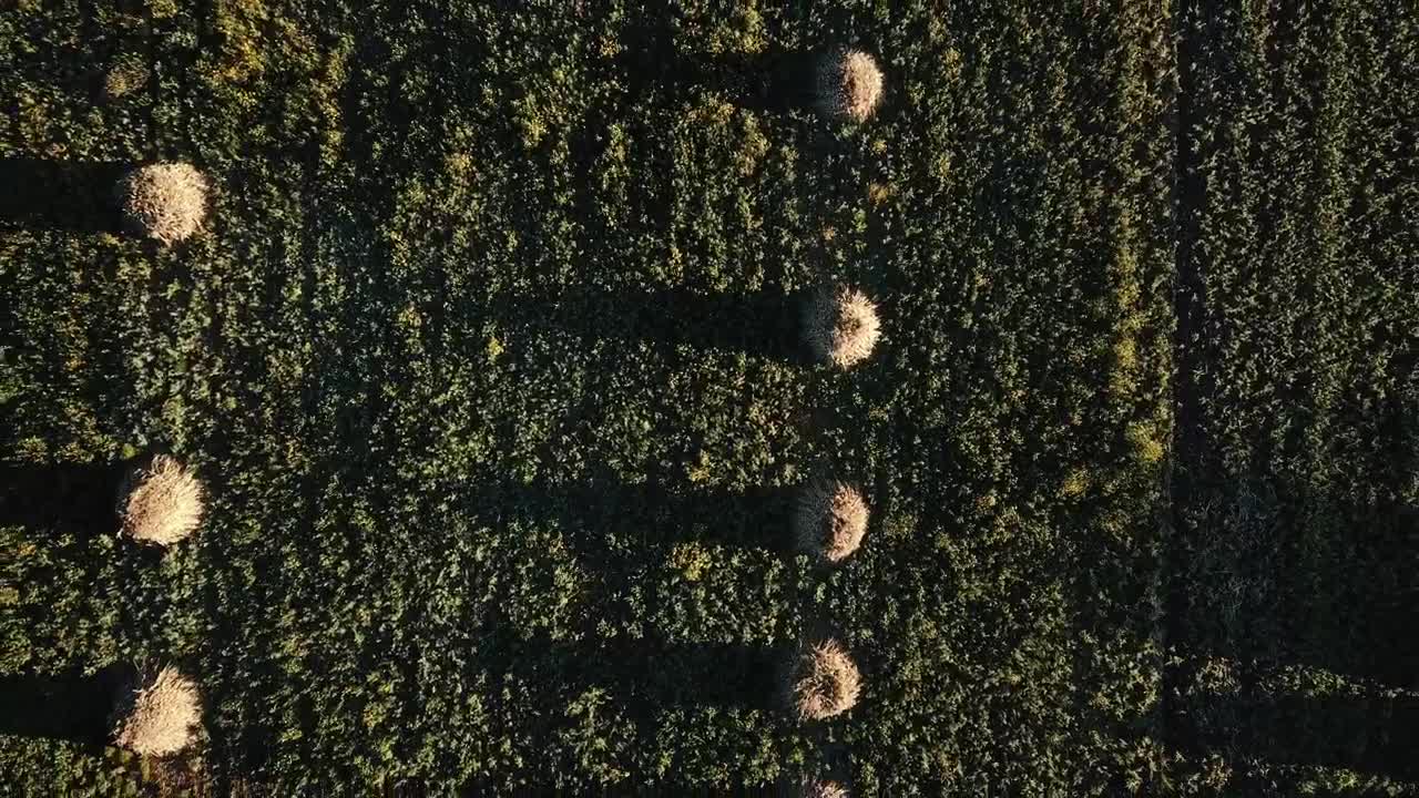 Free Video Stock top down aerial view of an agriculture field Live Wallpaper - Free Download