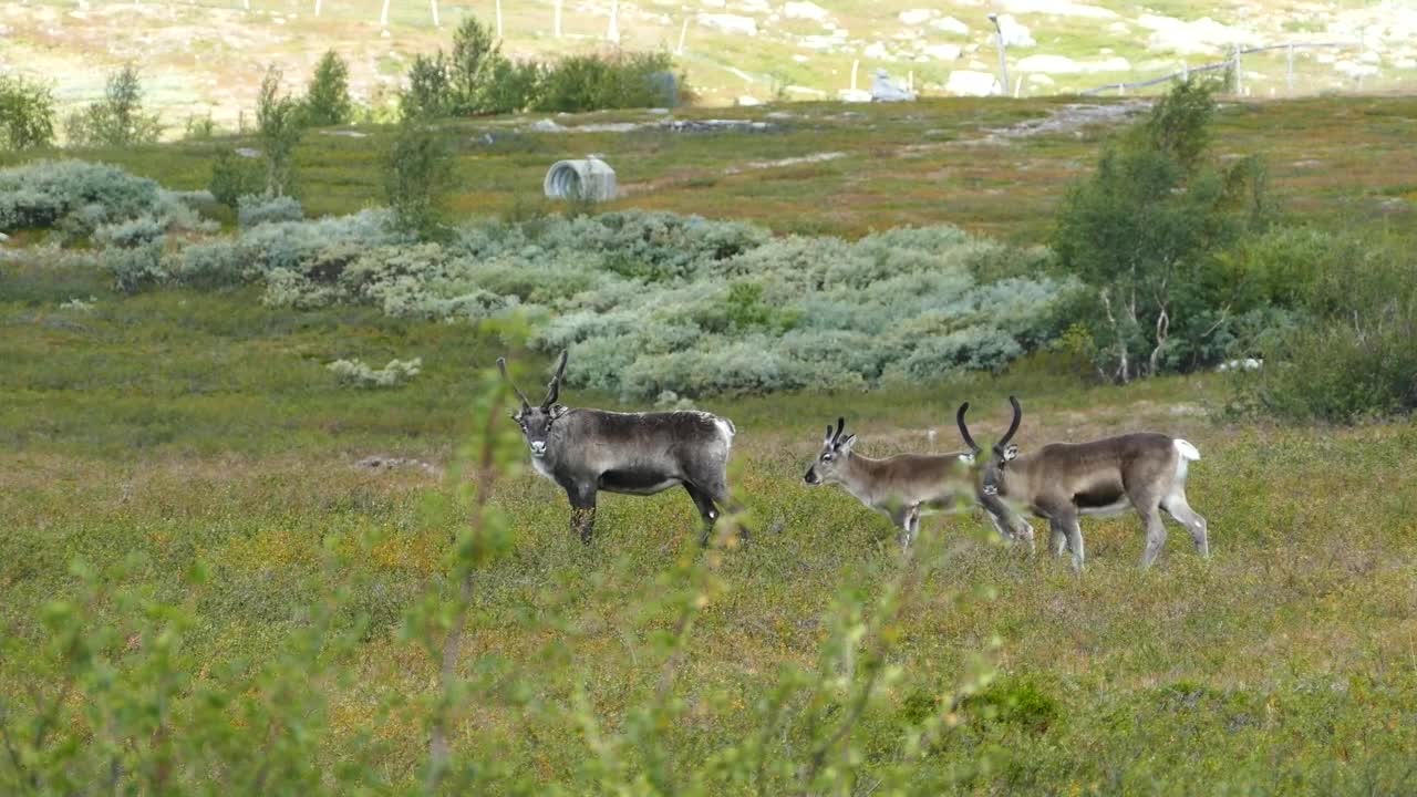 Free Stock Video Reindeer In A Green Valley Live Wallpaper - Free Download
