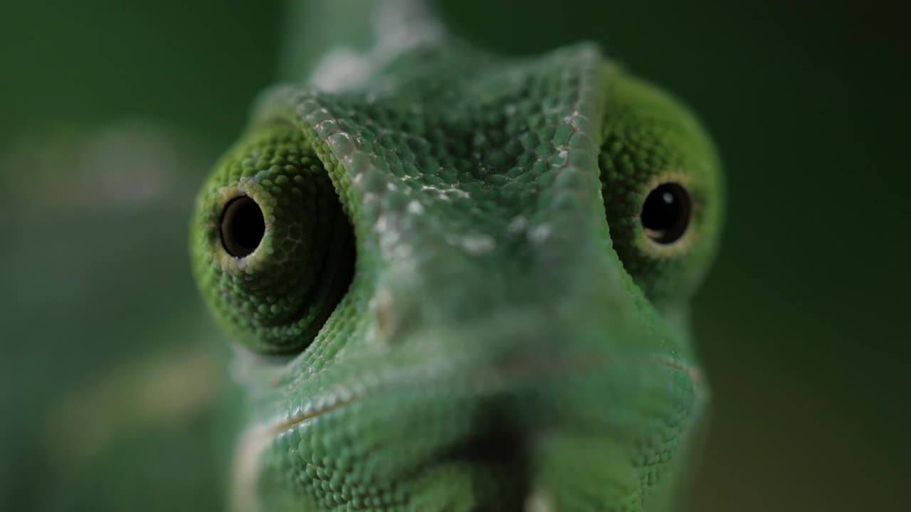 Video Stock Chameleon Moving Its Eyes One Per Time Closeup Live Wallpaper For PC - Free Download