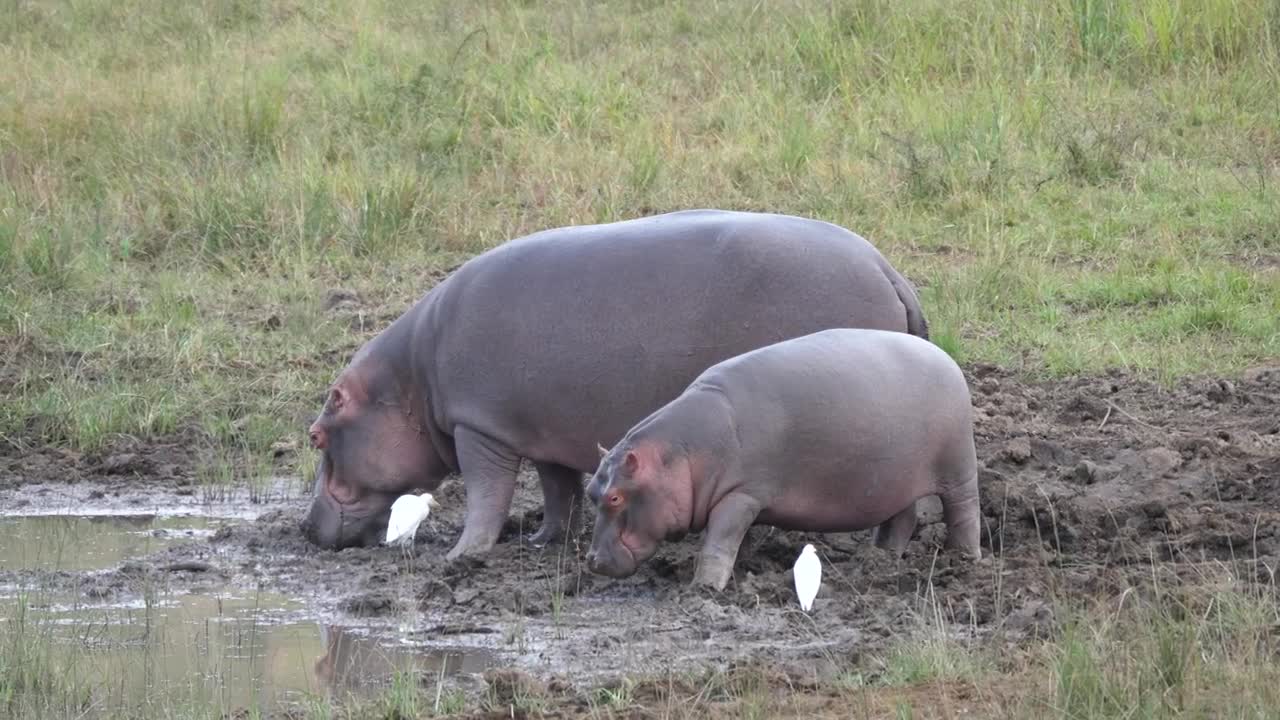 Stock Video Mother And Baby Hippo Eating Near A Water Pon Animated Wallpaper - Free Download