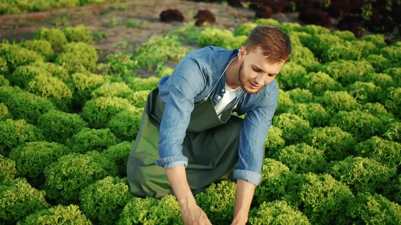 Stock Video Man Checks Growth Of Vegetables In Garden Animated Wallpaper - Free Download