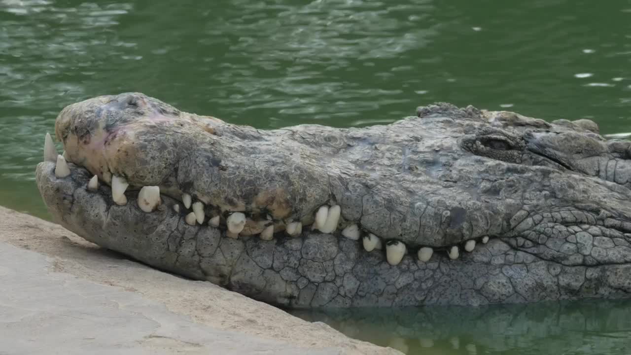 Stock Video Crocodile In A Zoo Live Wallpaper For PC - Free Download
