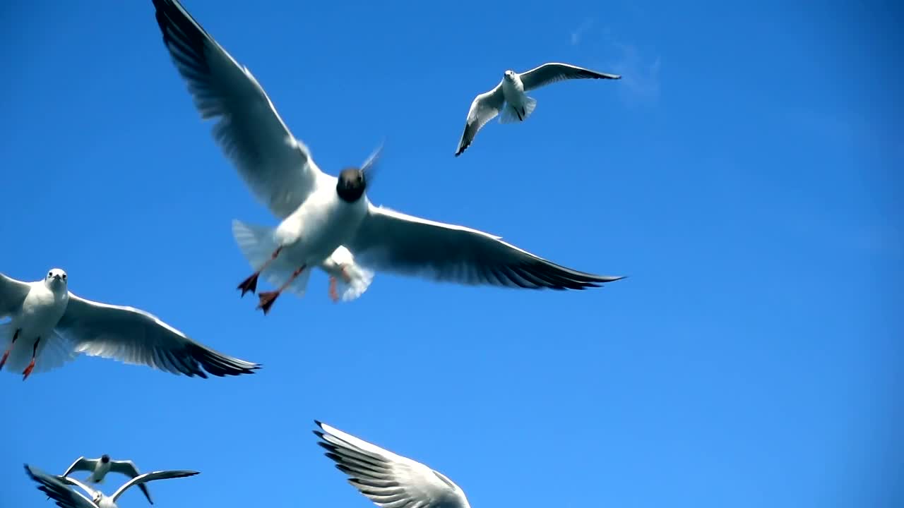 Free Stock Video Seagulls Fly Trying To Catch Food Live Wallpaper - Free Download