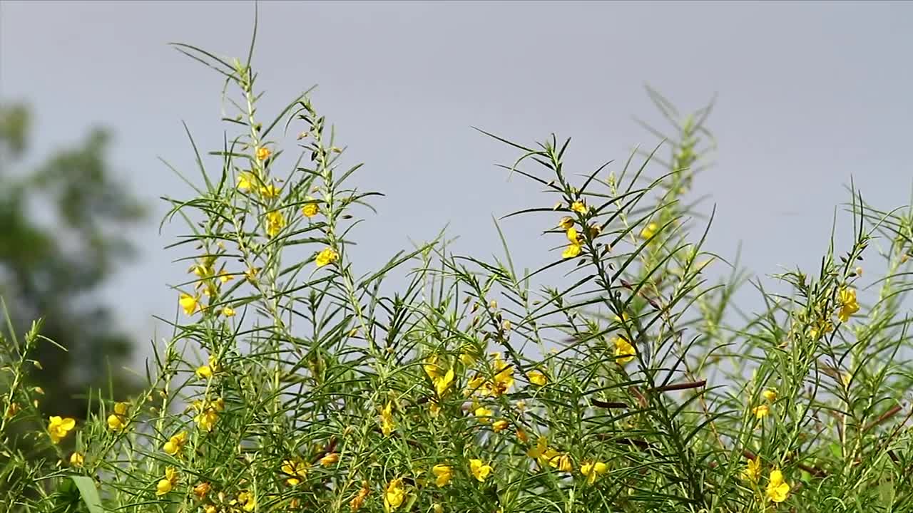 Stock Footage Wildflowers With Yellow Petals Live Wallpaper - Free Download