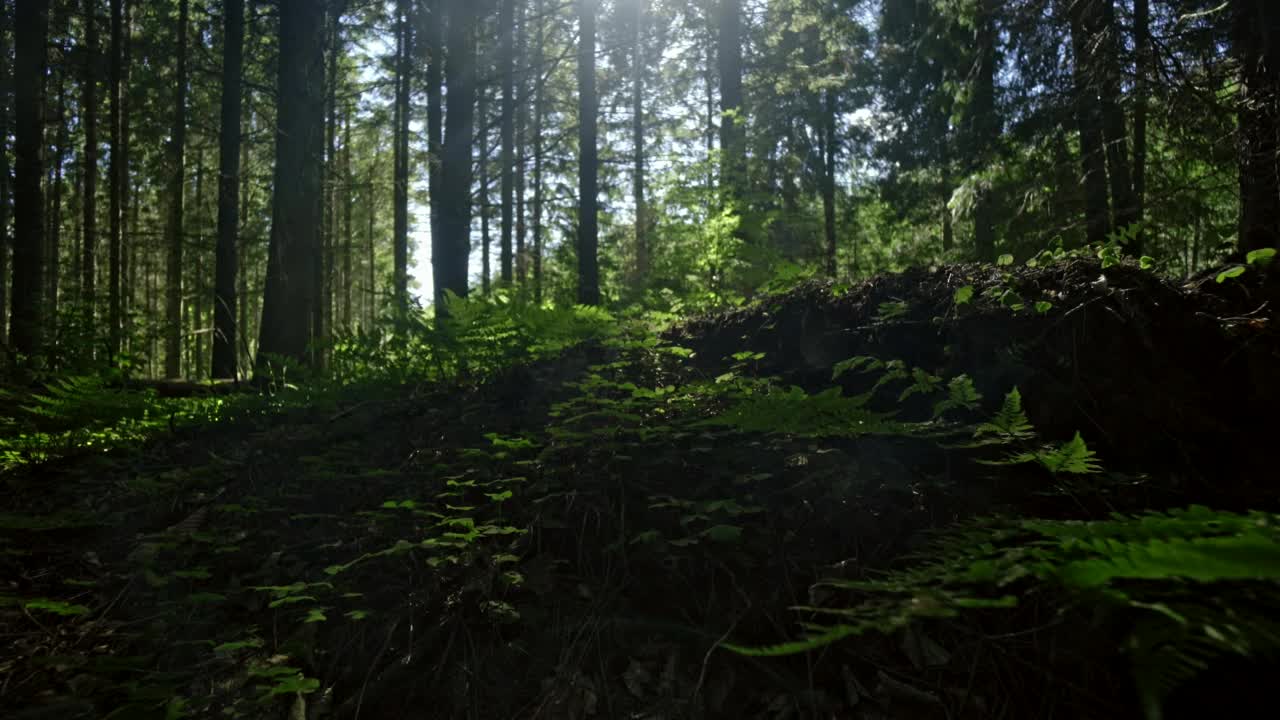 Stock Footage Vibrant Forest Floor Live Wallpaper - Free Download